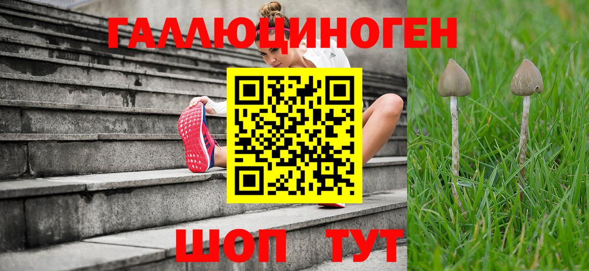 Галлюциногенные грибы Psilocybine cubensis Ярославль